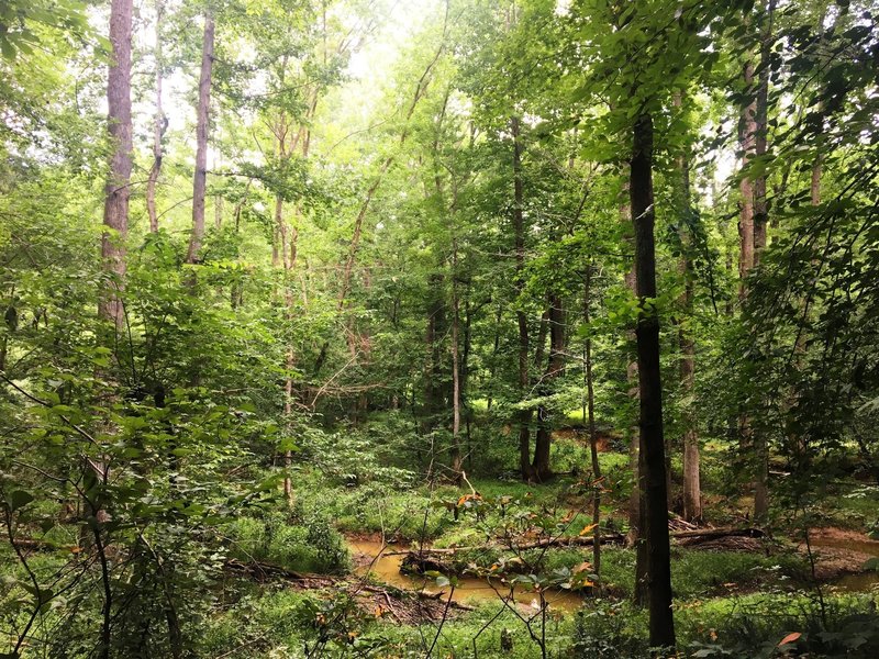 From the Shakori Trail, enjoy the view looking down on a meandering creek.