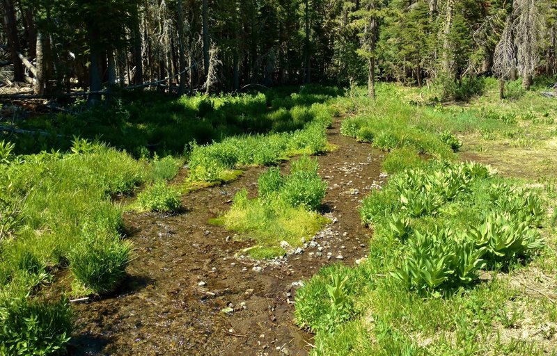 Upper meadows spring to life with the snowmelt runoff in late June and July.