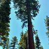 Beautiful, tall, old-growth firs flourish along the Manzanita Creek Trail.