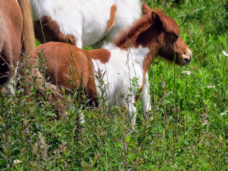 Ponies! This playful youngster, a wild pony, is one of the many treasures of the Mt. Rogers countryside.