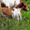 Ponies! This playful youngster, a wild pony, is one of the many treasures of the Mt. Rogers countryside.