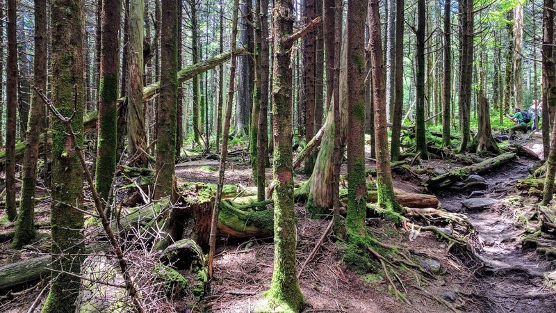 Near the summit of Mt. Rogers, dense, wet forest take over for a Pacific Northwest vibe.
