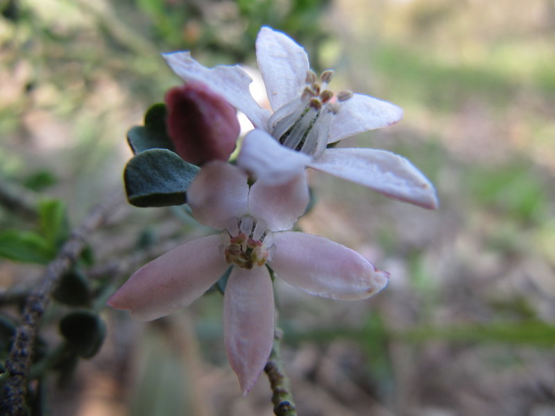 Native flower