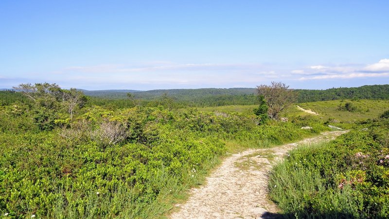 It's a great start to the hike, with open views of the high altitude plateau within Monongahela National Forest.