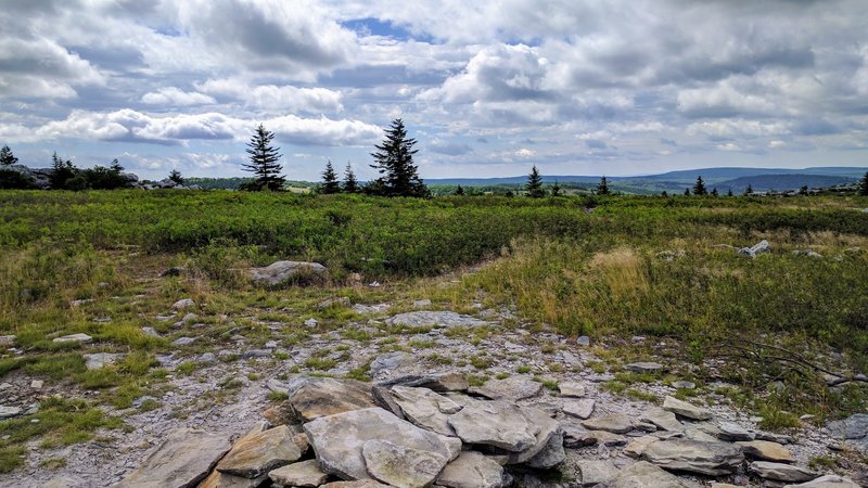 Utilize this great campsite off the Rocky Ridge Trail in the Dolly Sods Wilderness.
