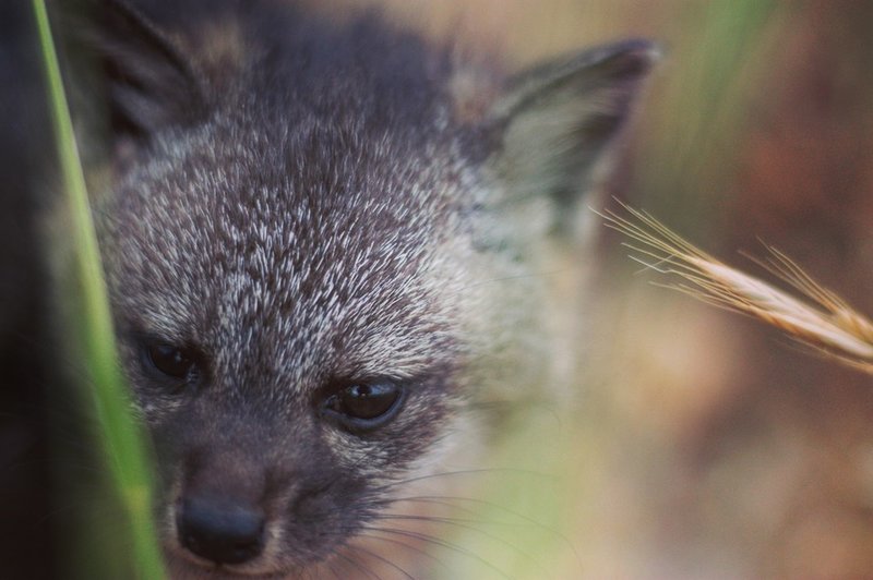 A Santa Catalina Island Fox noses through the grass just off trail.