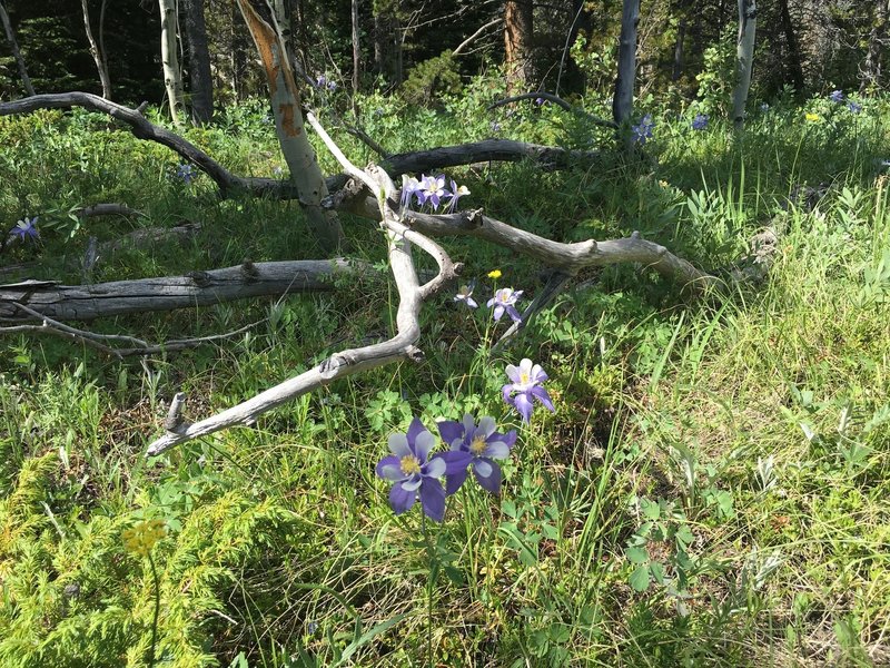 Columbines grow everywhere along the trail!