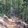 Roots, rocks, and ruts make up this portion of the trail.