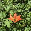 A wood lily blooms along the trail.