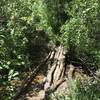 Navigate this stream crossing immediately after turning south off the Harrison Trail.