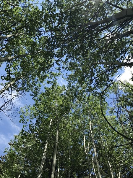 An aspen grove flourishes along the Harrison Trail.