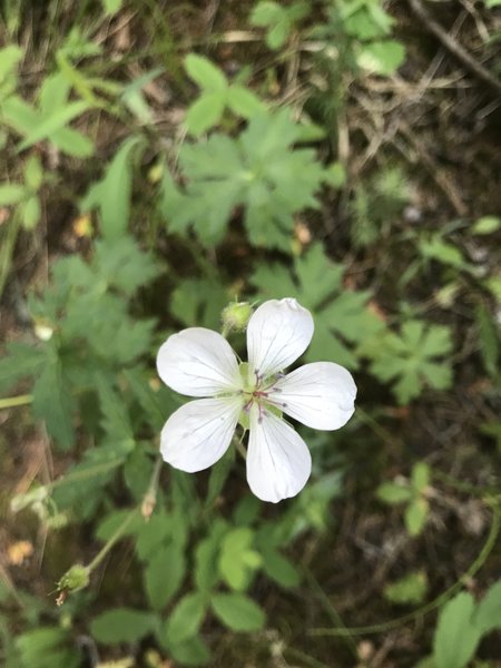 A white geranium grows along the Levi Trail.