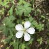 A white geranium grows along the Levi Trail.