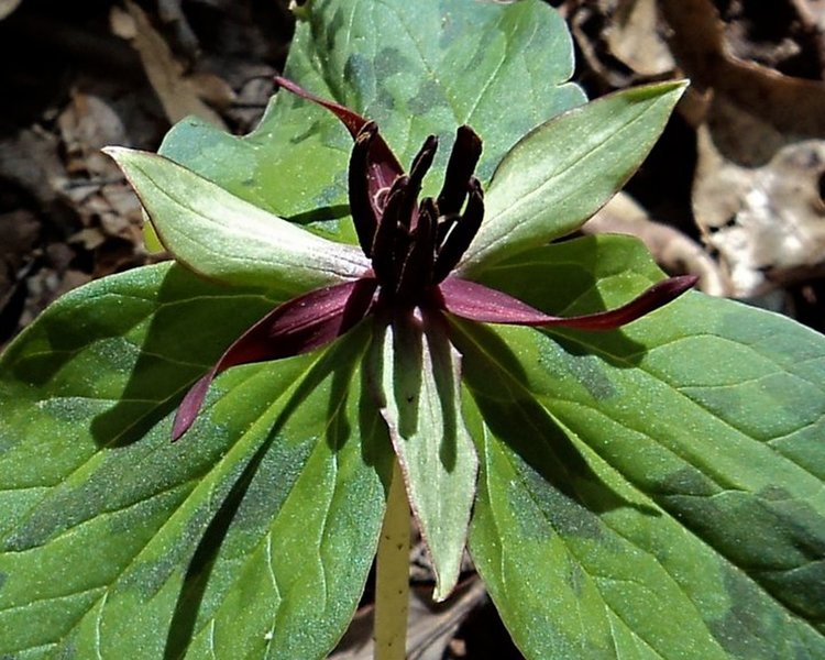 A showy purple trillium grows along the John Noel Trail.