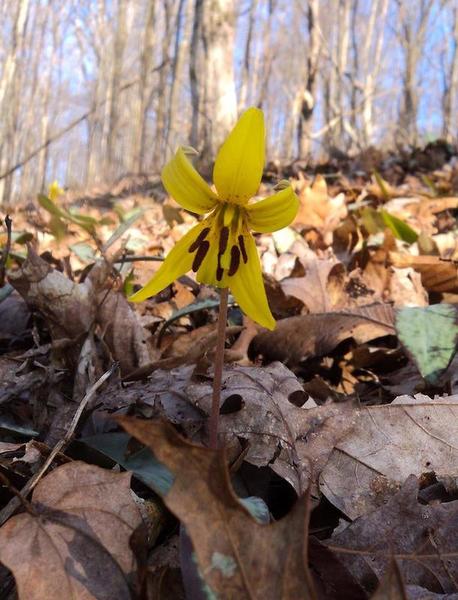 This is just one of hundreds of trout lilies we saw on the John Noel Trail.