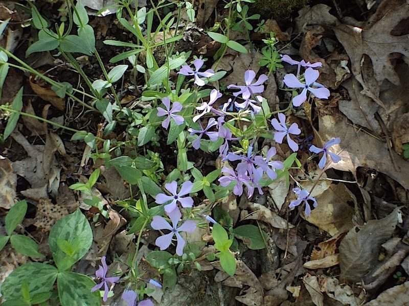 Some nice purple Phlox flourishes along the John Noel Trail.