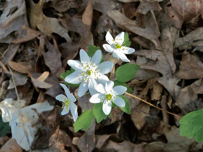 There are spring beauties...and then there are spring beauties.