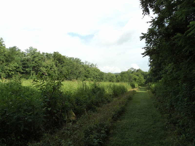 The grass pathway of the Lower Field Loop Trail.