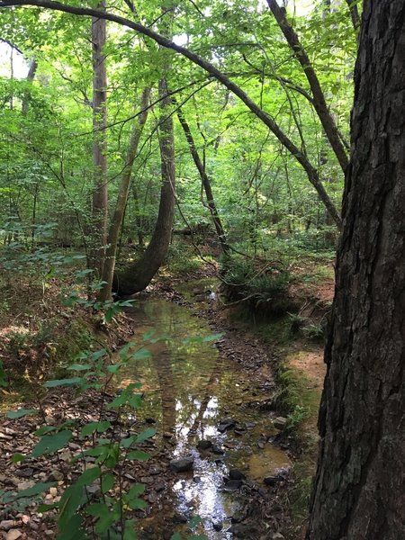 Rocky Bottom Creek trickles into the wide North Fork Little River.