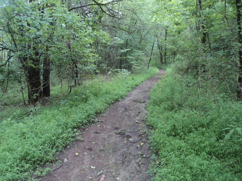 Gorgeous, winding portion of the trail northeast of the lake. I imagine this is VERY nice in the Spring.