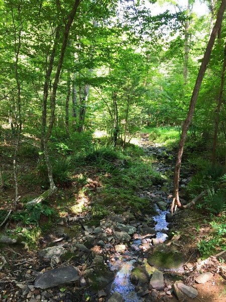 A small creek runs through young forest along the Ridge Trail.