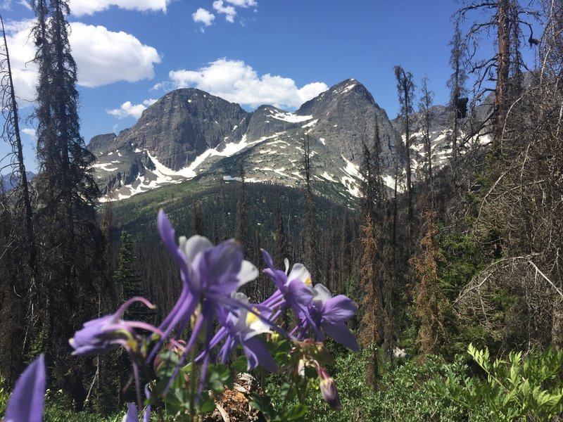 The Guardian and Silex stand with some columbine in the foreground.