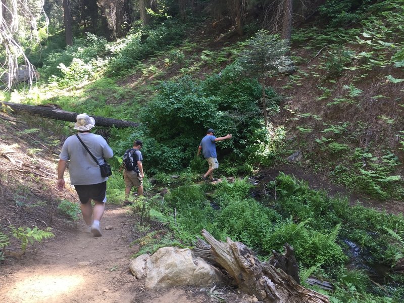 This is one of a few small water crossings along Muir Grove.