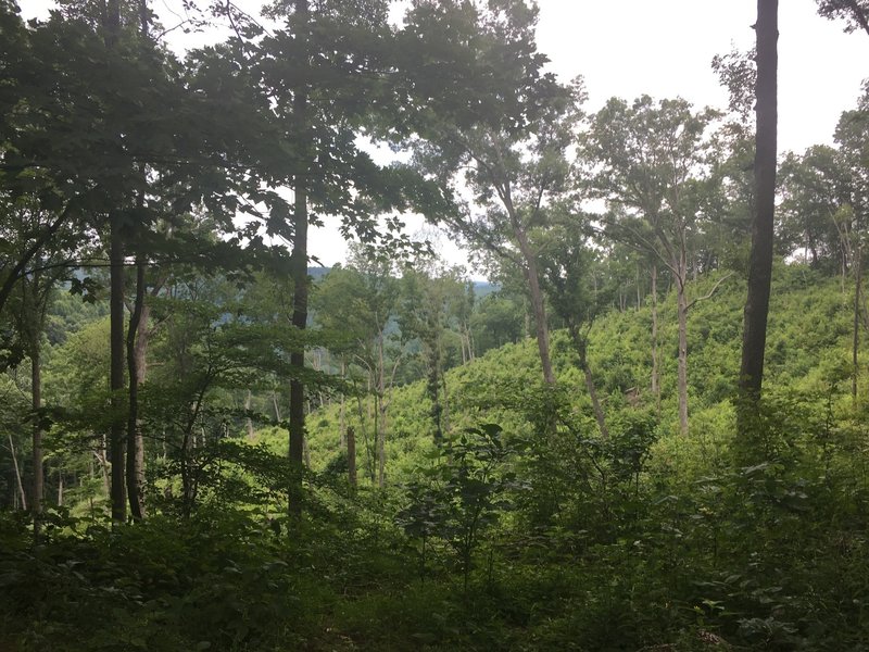 Lush forests along the Gilberts Creek Trail section.