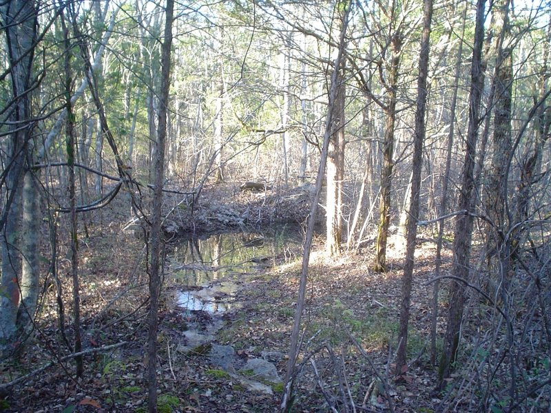 An alluvial spring rises on the west side of the preserve...it flows across the barren, then sinks on the far side.