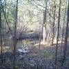 An alluvial spring rises on the west side of the preserve...it flows across the barren, then sinks on the far side.