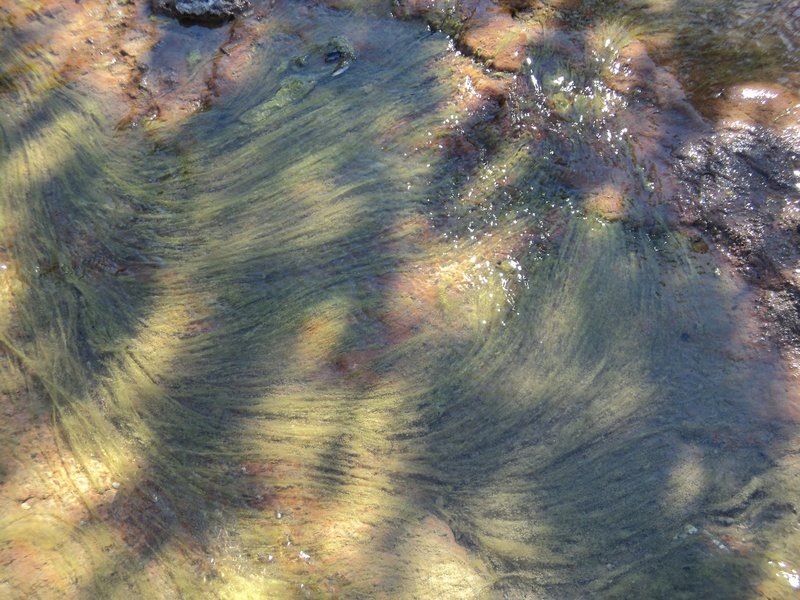 Where the water comes into an open area with some sun, you get these neat blooms of wet greenery!