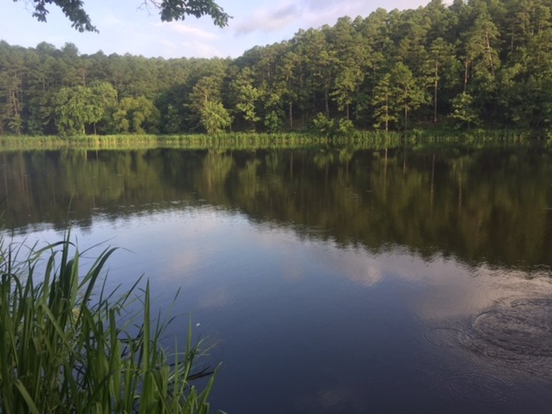 This is picture from the trail of one of the long arms of the lake. The fish were jumping.