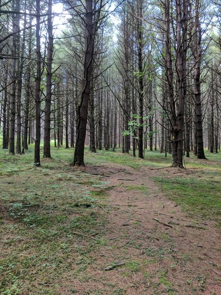 Soft pine needle footing at the beginning of the Hunters Ridge Trail.