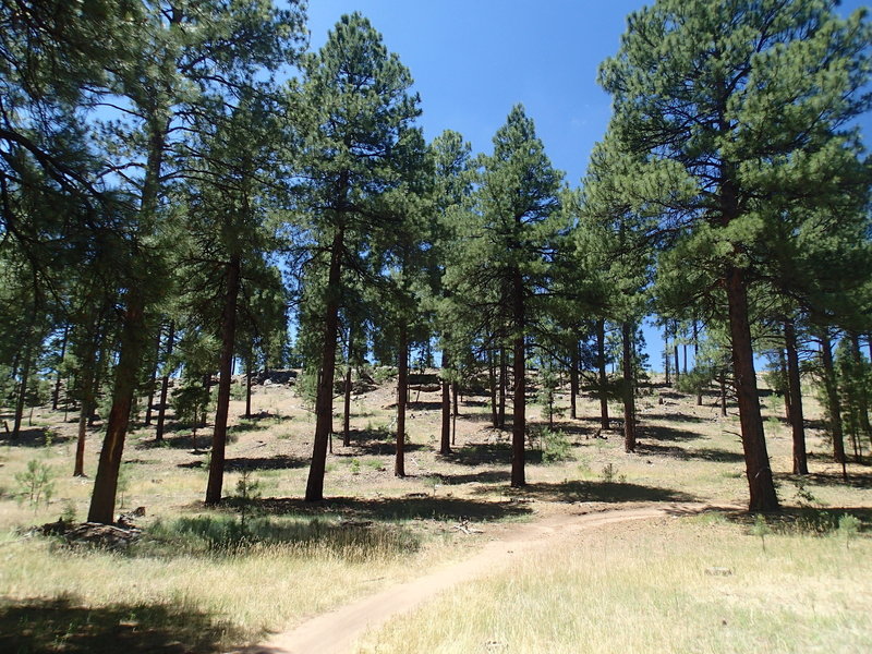 Soldier's Trail traverses pleasant forests.