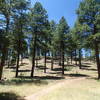 Soldier's Trail traverses pleasant forests.