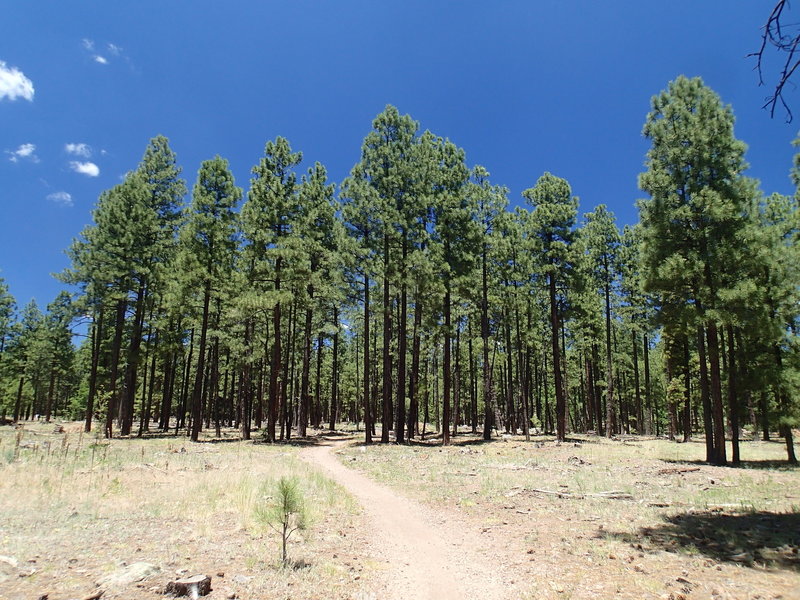 Soldier's Trail transitions from open areas to dense forests.