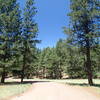 Buffalo Park Loop Trail is a wide foot path through the heart of the park.