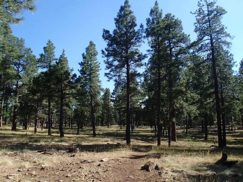 The Two-Spot Trail traverses a mixture of open grassland and forest.