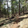 The Gold Digger Trail traverses similar forest to the Two-Spot Trail.