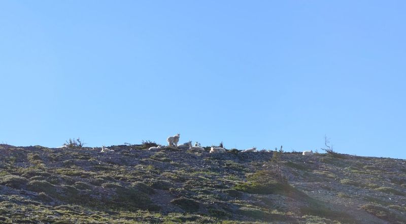 Mountain Goats love to hang out near Skyscraper Pass.