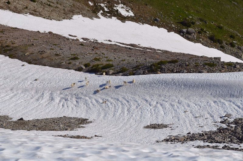 Mountain goats hang out on the snowpack near Skyscraper Pass. An ice axe is recommended in the early season.