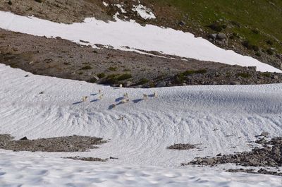 Mountain goats hang out on the snowpack near Skyscraper Pass. An ice axe is recommended in the early season.