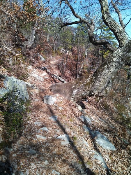 The Signal Knob section of the Massanutten Trail loop.