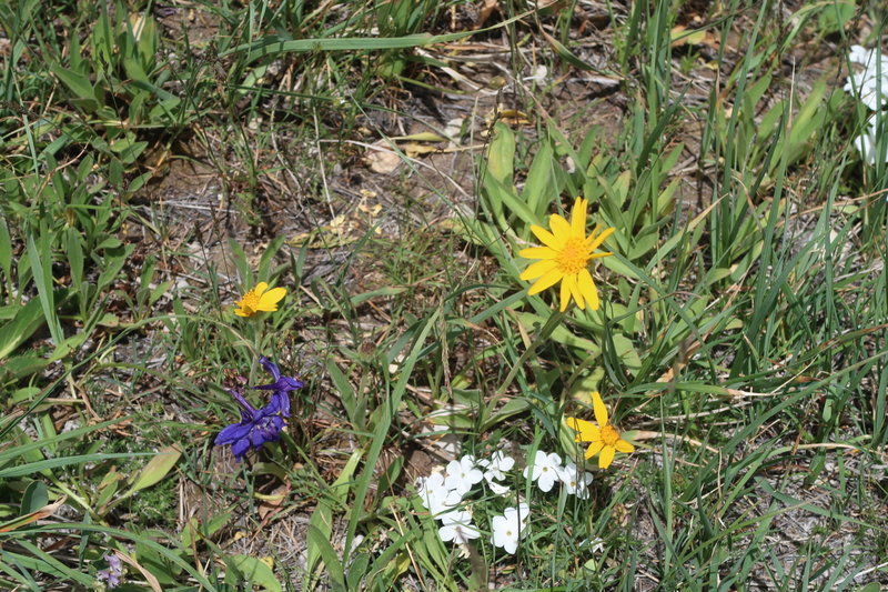 Alpine flowers flourish on the hillsides along the Popo Agie River.