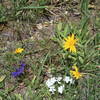 Alpine flowers flourish on the hillsides along the Popo Agie River.