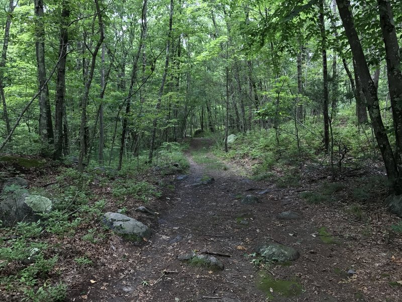 This is a quiet section of the Northwest Trail.