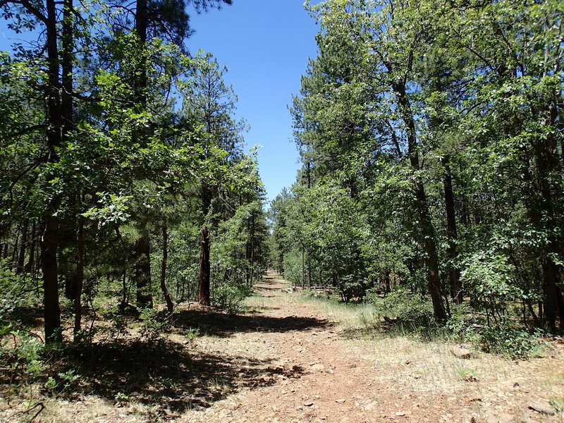 Dorsey Spring traverses established forest on a pleasant tread.