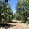 Dorsey Spring traverses established forest on a pleasant tread.