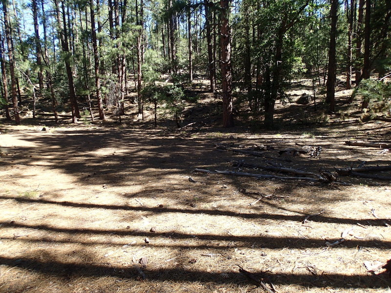 This is another great campsite along the Kelsey Spring Trail.