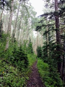 Aspen groves along the Grizzly Helena Trail.
